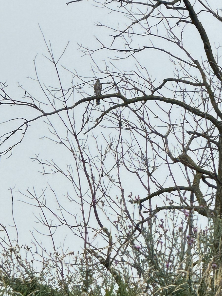 Red-tailed Hawk - ML622094624