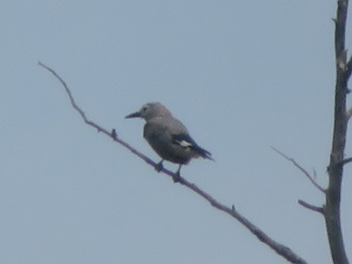 Clark's Nutcracker - ML622094625