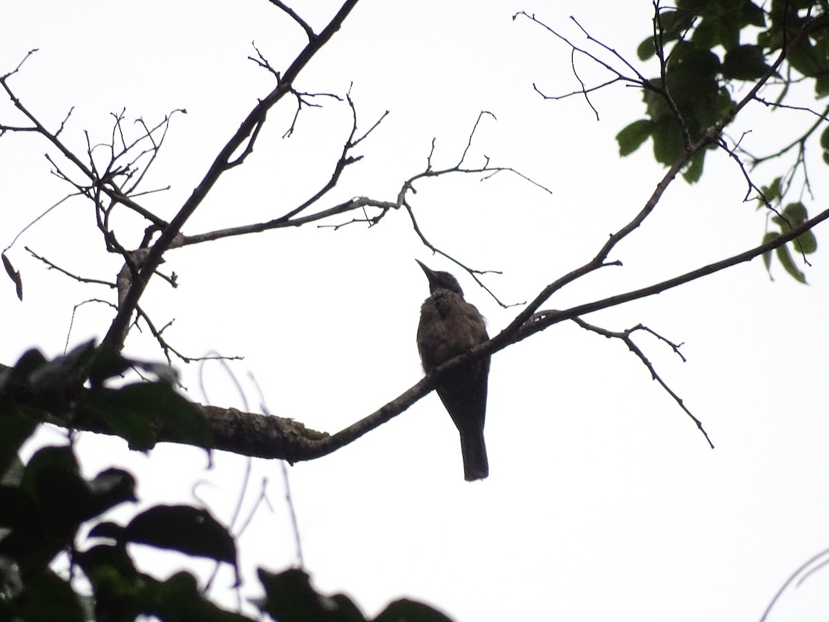 Brown Oriole - ML622094627