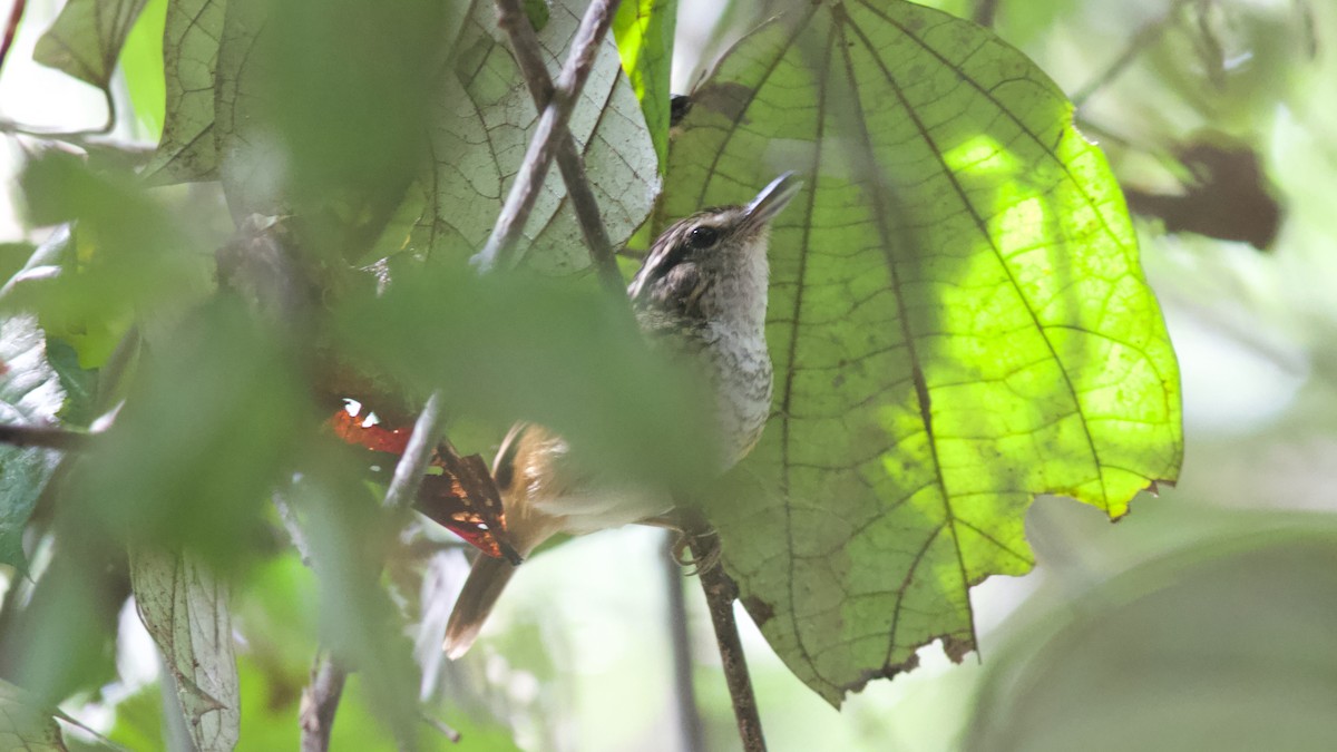 Peruvian Warbling-Antbird - Justyn Stahl