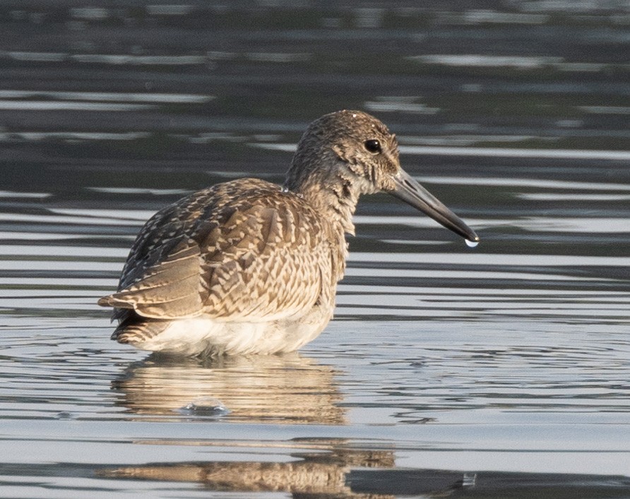 Willet - ML622094767