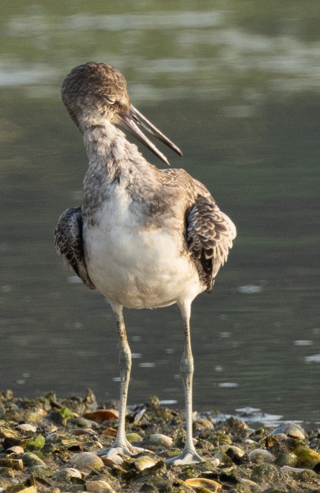 Willet - ML622094768