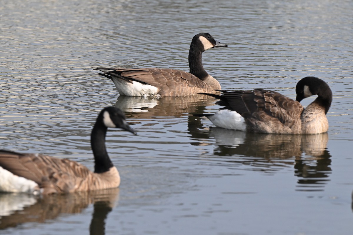 Canada Goose - ML622094769