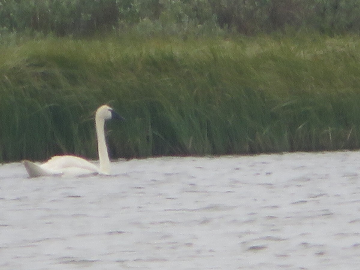 Trumpeter Swan - ML622094780