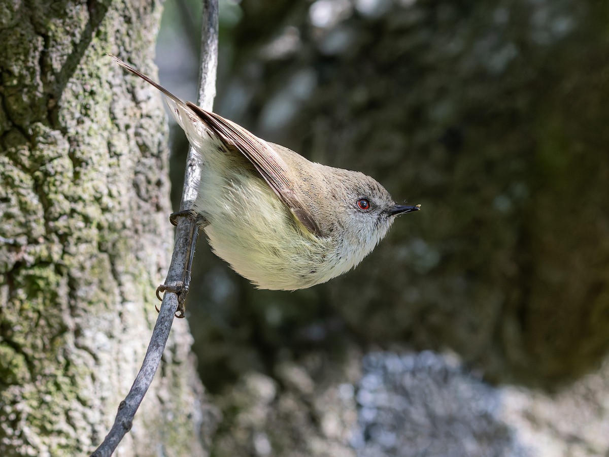 Gray Gerygone - ML622094783