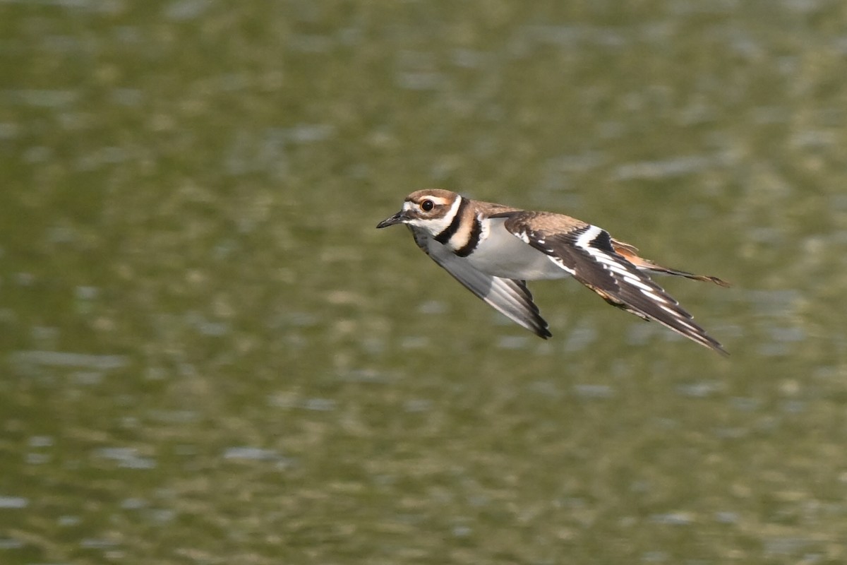 Killdeer - ML622094784