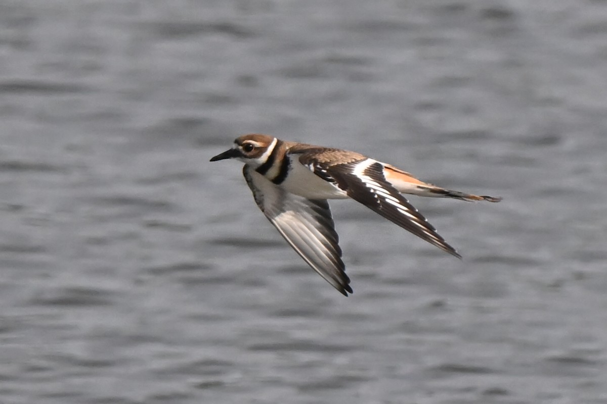 Killdeer - ML622094785