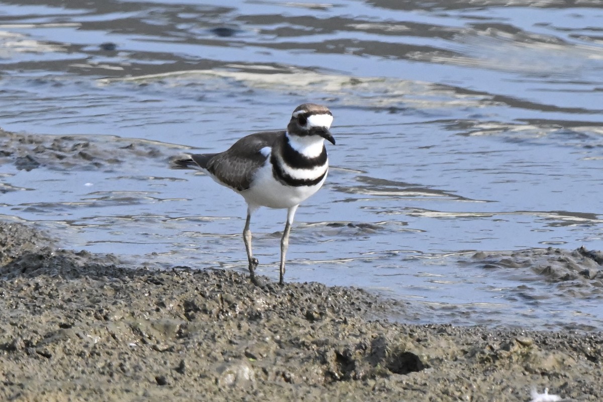 Killdeer - ML622094786