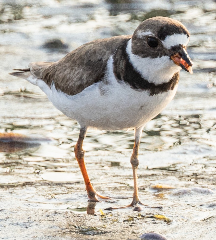 Semipalmated Plover - ML622094788