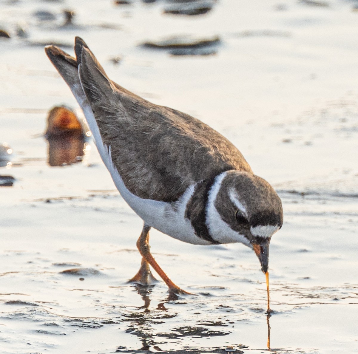 Semipalmated Plover - ML622094789