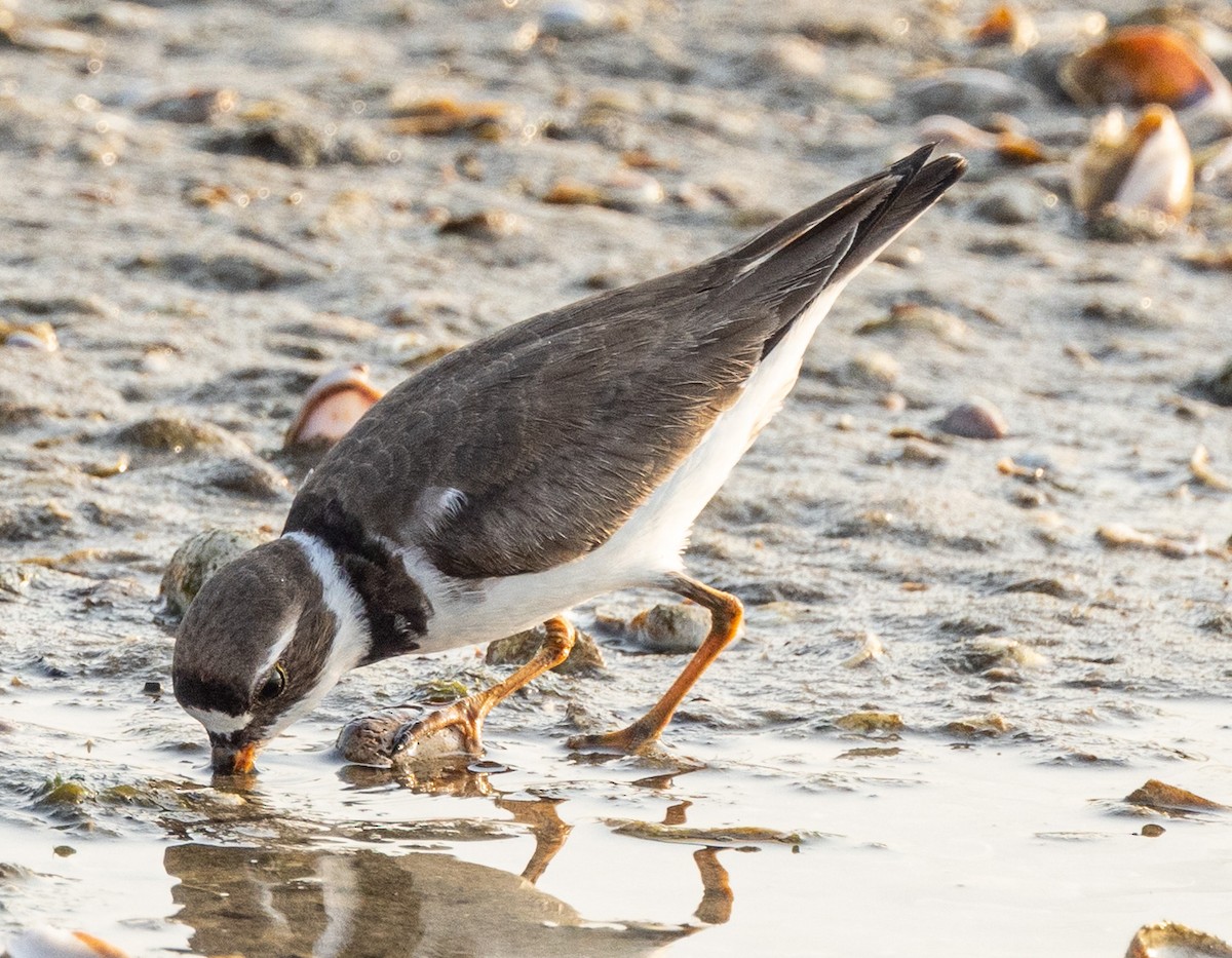 Semipalmated Plover - ML622094790