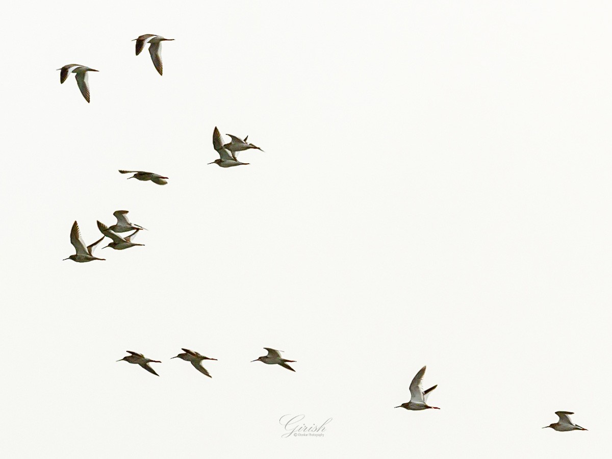 Common Redshank - Girish Chonkar