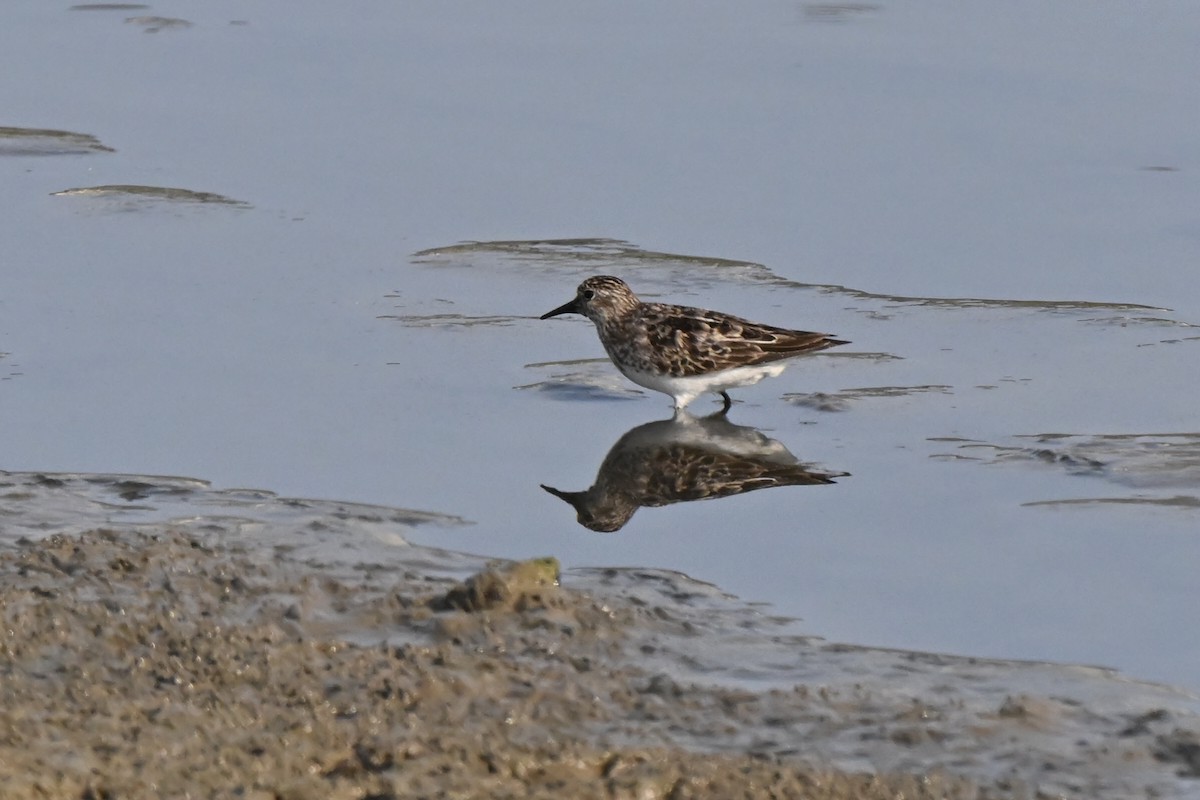 Least Sandpiper - ML622094793