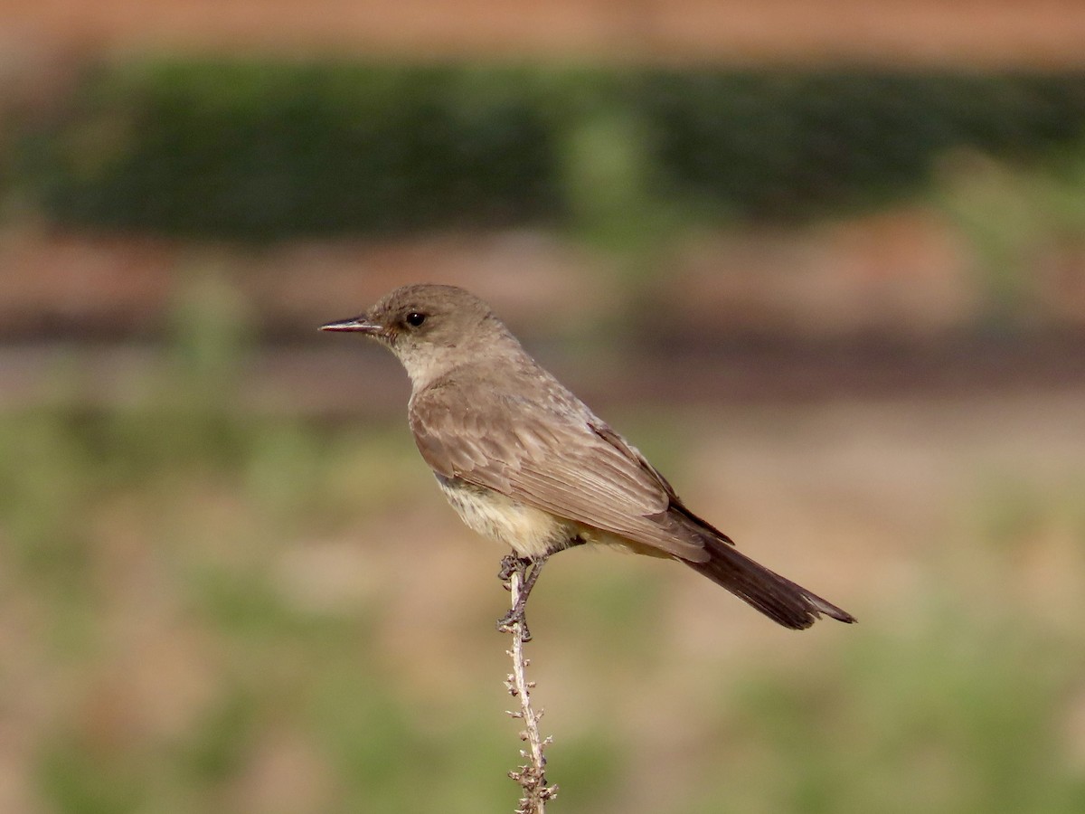 Say's Phoebe - ML622094794