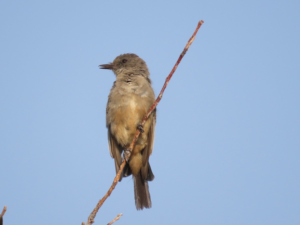 Say's Phoebe - ML622094795