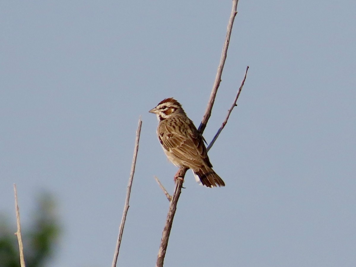 Lark Sparrow - ML622094797