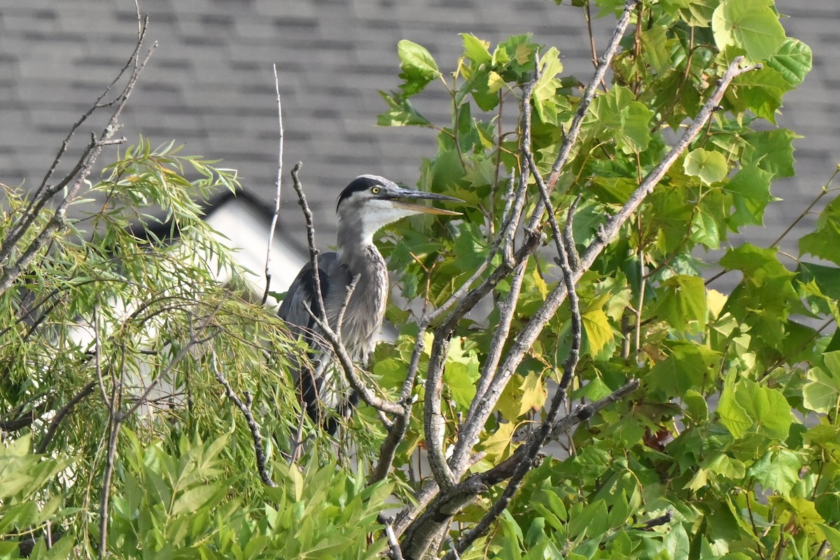 Great Blue Heron - ML622094800