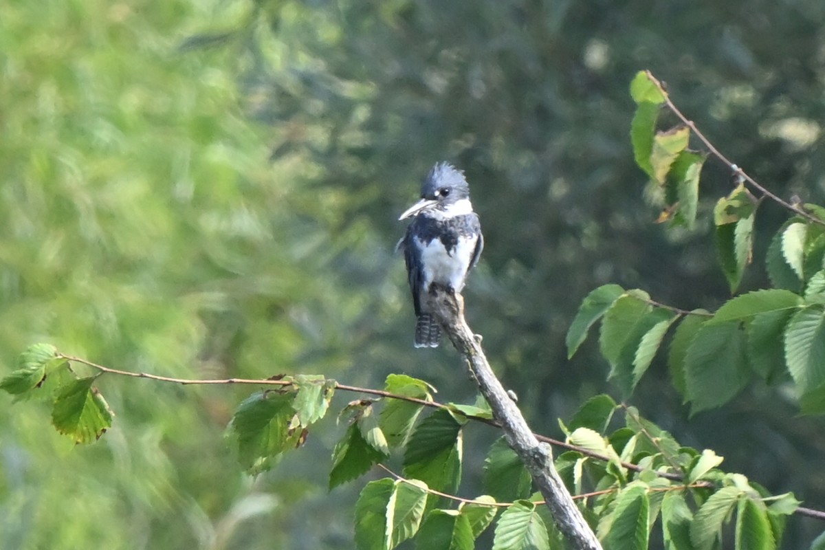 Belted Kingfisher - ML622094845