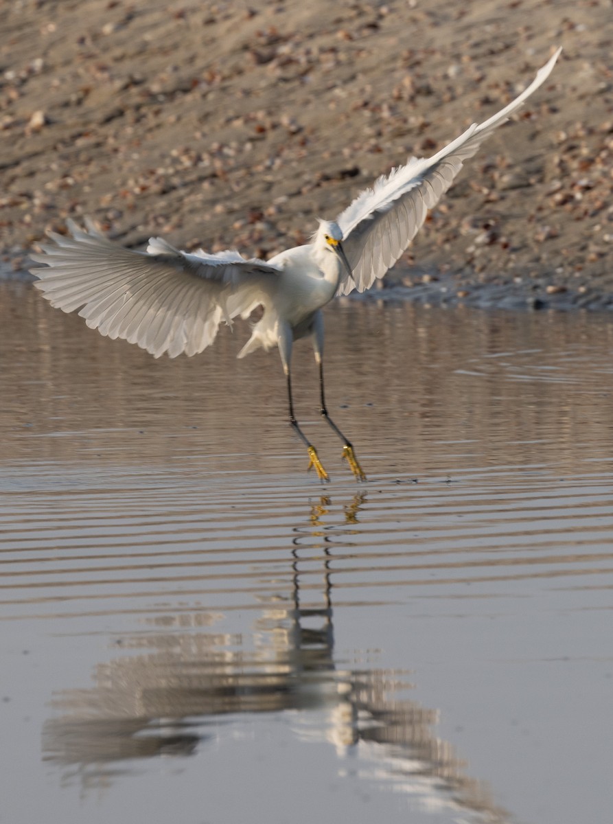 Snowy Egret - ML622094893