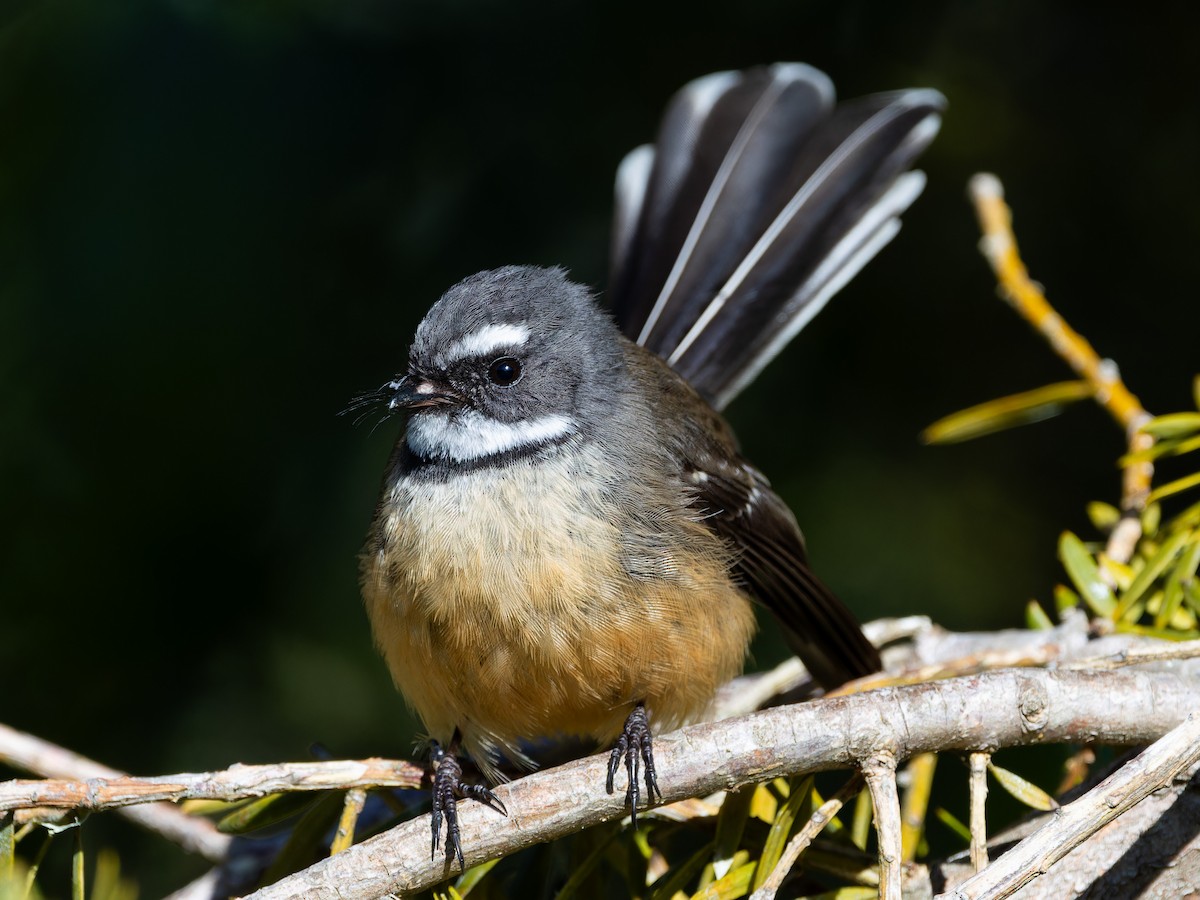 New Zealand Fantail - ML622094895