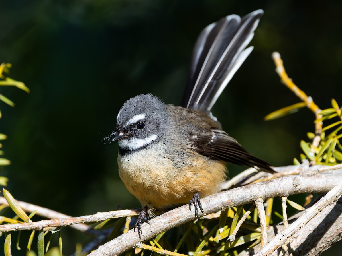 New Zealand Fantail - ML622094896