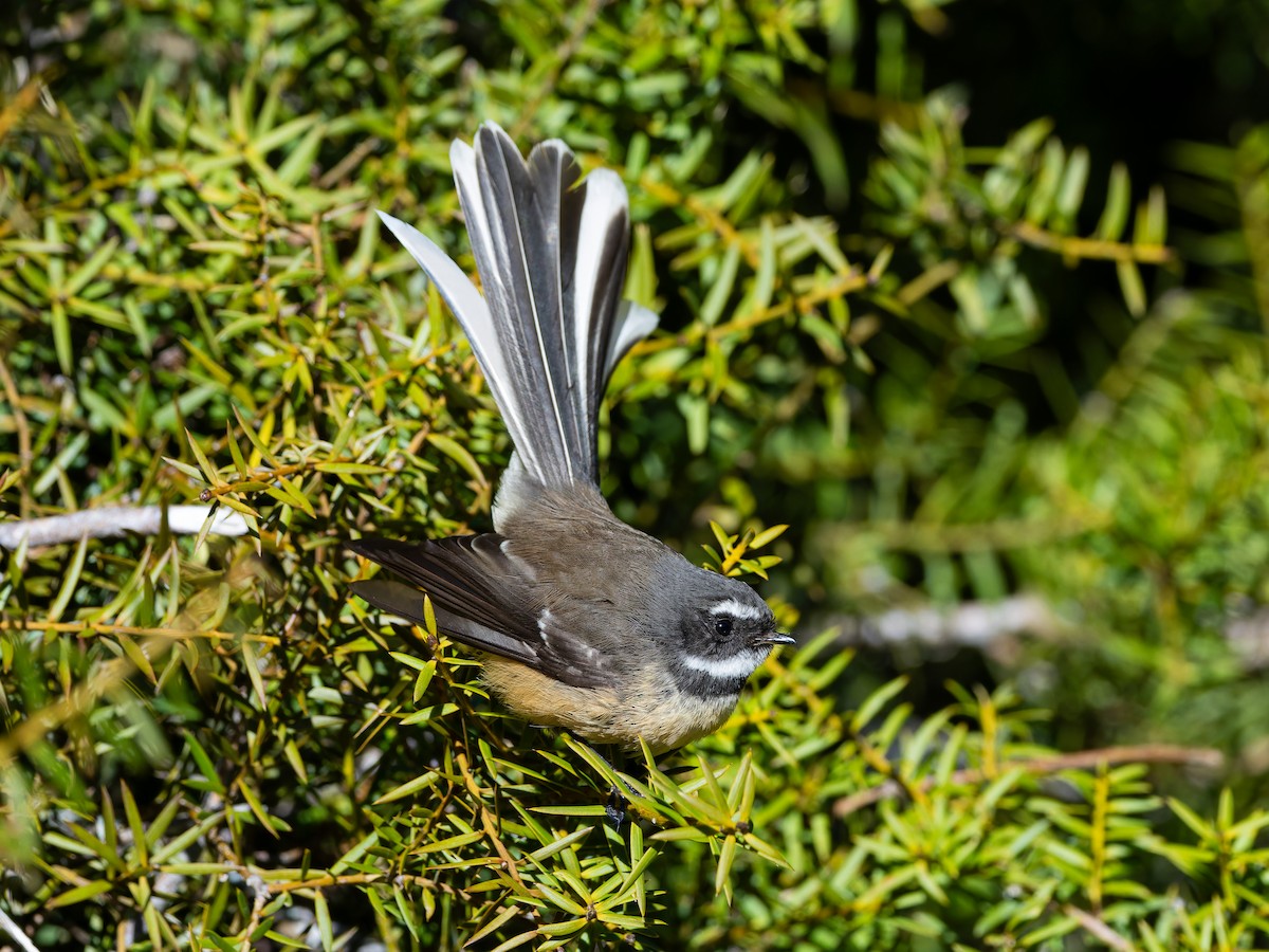 New Zealand Fantail - ML622094897