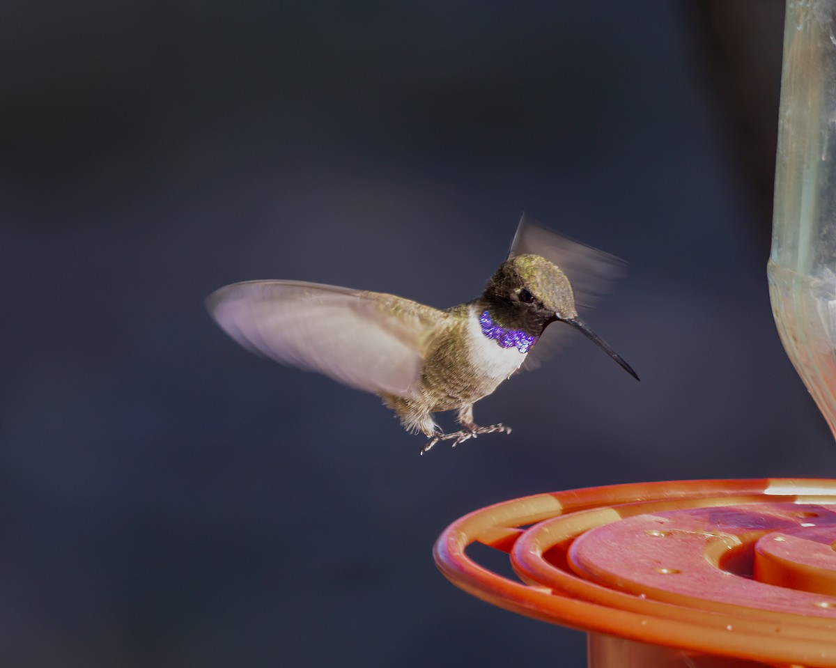 Black-chinned Hummingbird - ML622094902