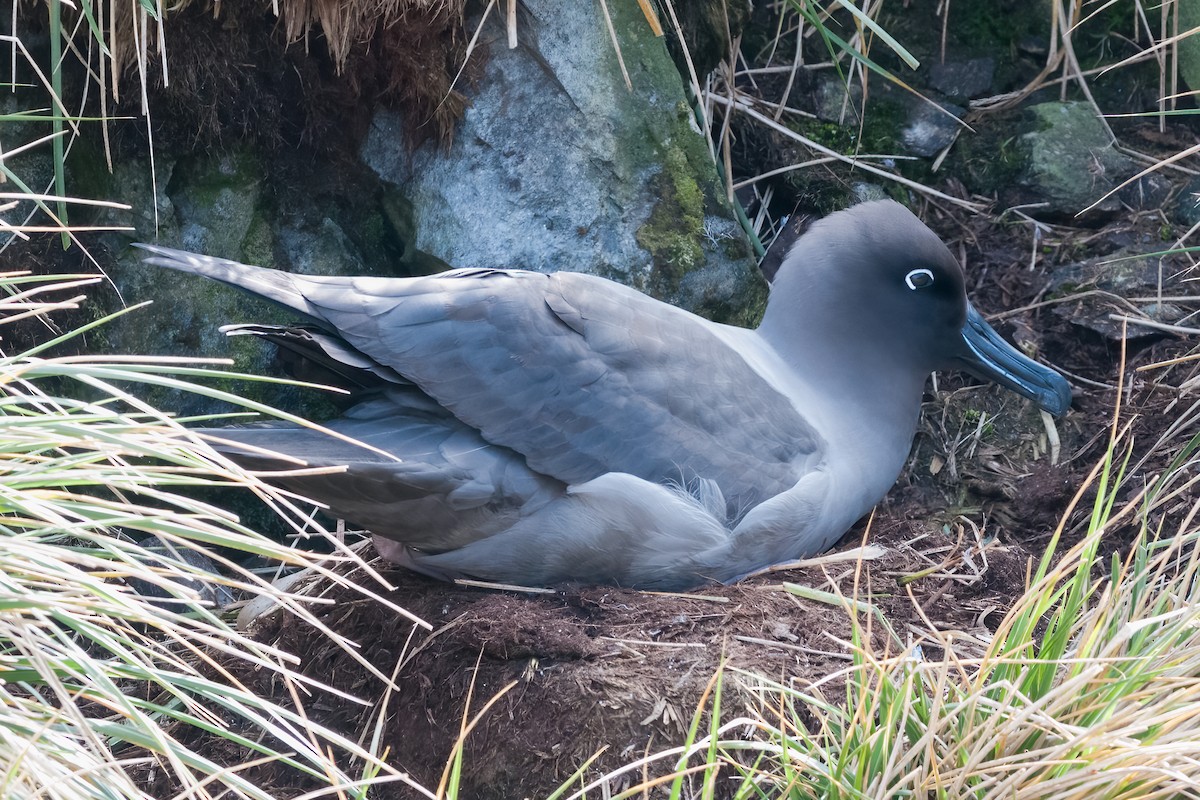 Light-mantled Albatross - ML622094903