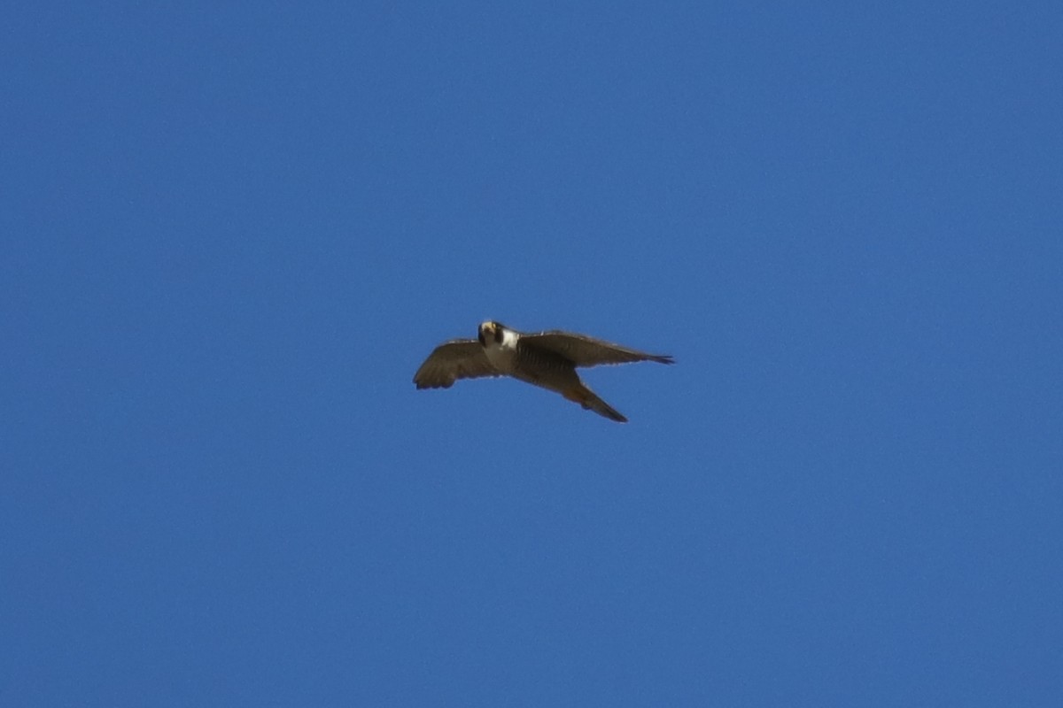 Peregrine Falcon - Mark Byrne