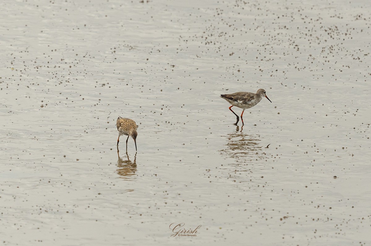 Common Redshank - ML622094939