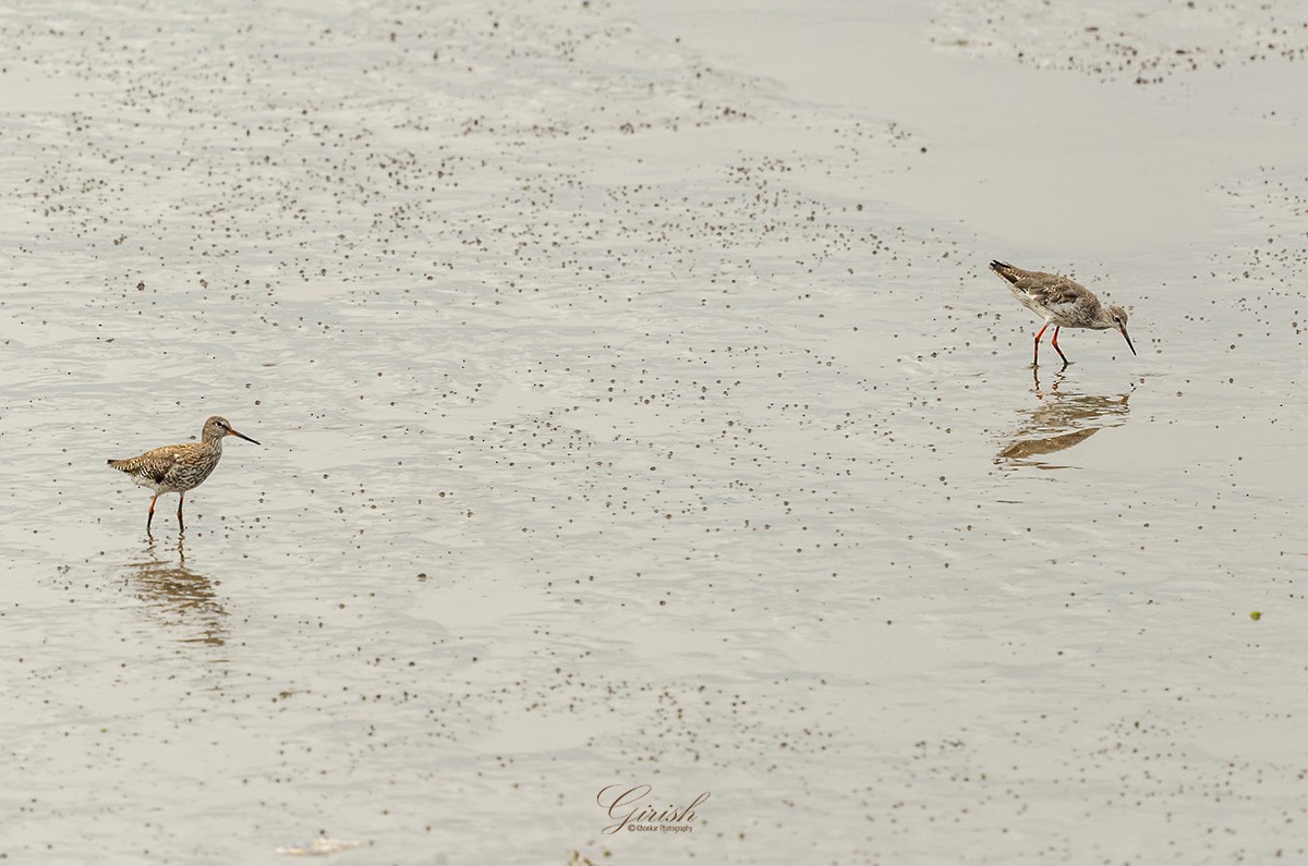 Common Redshank - ML622094940