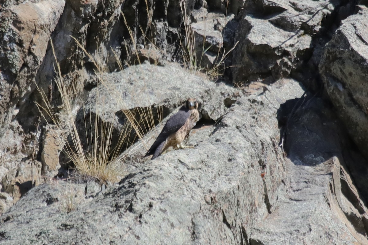 Peregrine Falcon - ML622094953