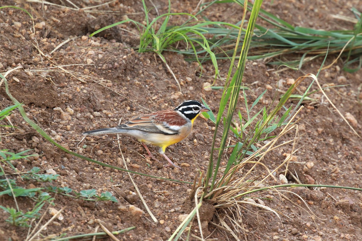 Golden-breasted Bunting - ML622094959