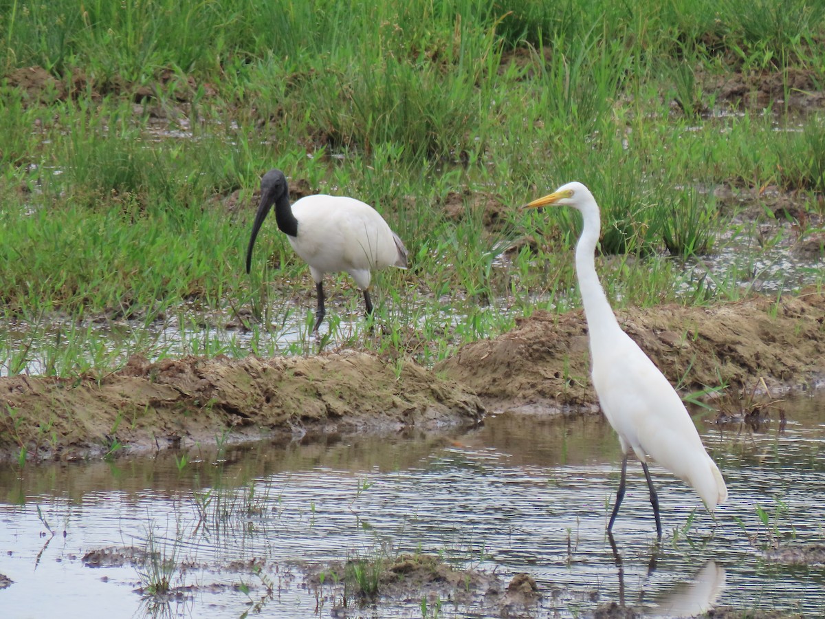 Ibis Oriental - ML622094967