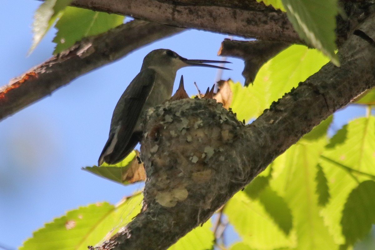 Black-chinned Hummingbird - ML622094992