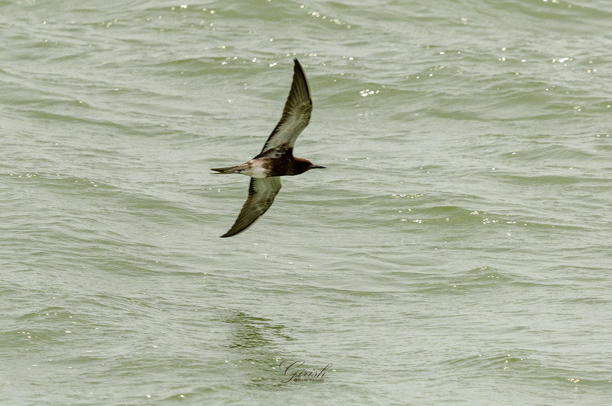 Sooty Tern - ML622095001