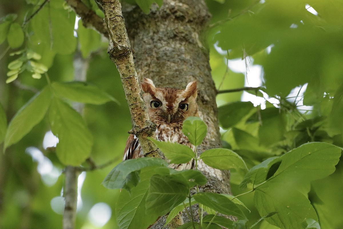 Eastern Screech-Owl - ML622095024