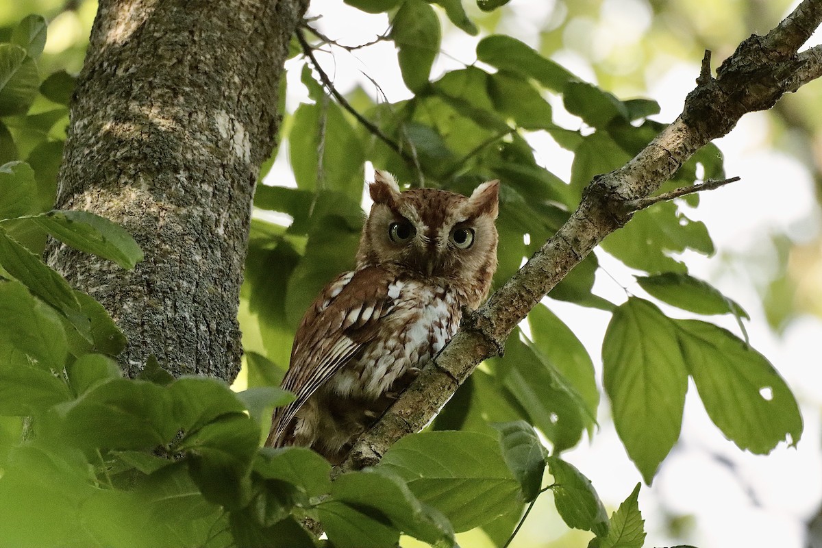 Eastern Screech-Owl - ML622095025