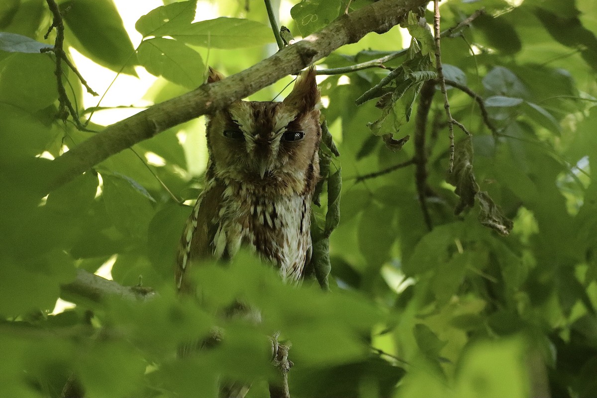 Eastern Screech-Owl - ML622095026