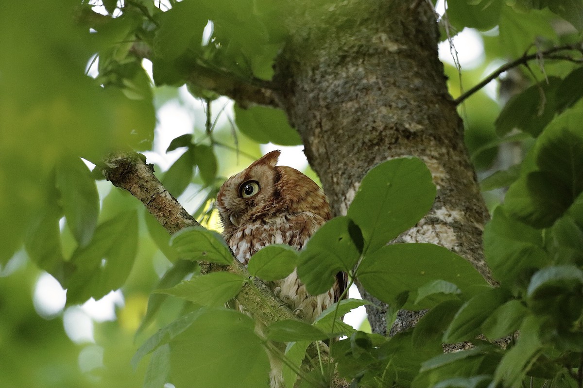 Eastern Screech-Owl - ML622095027