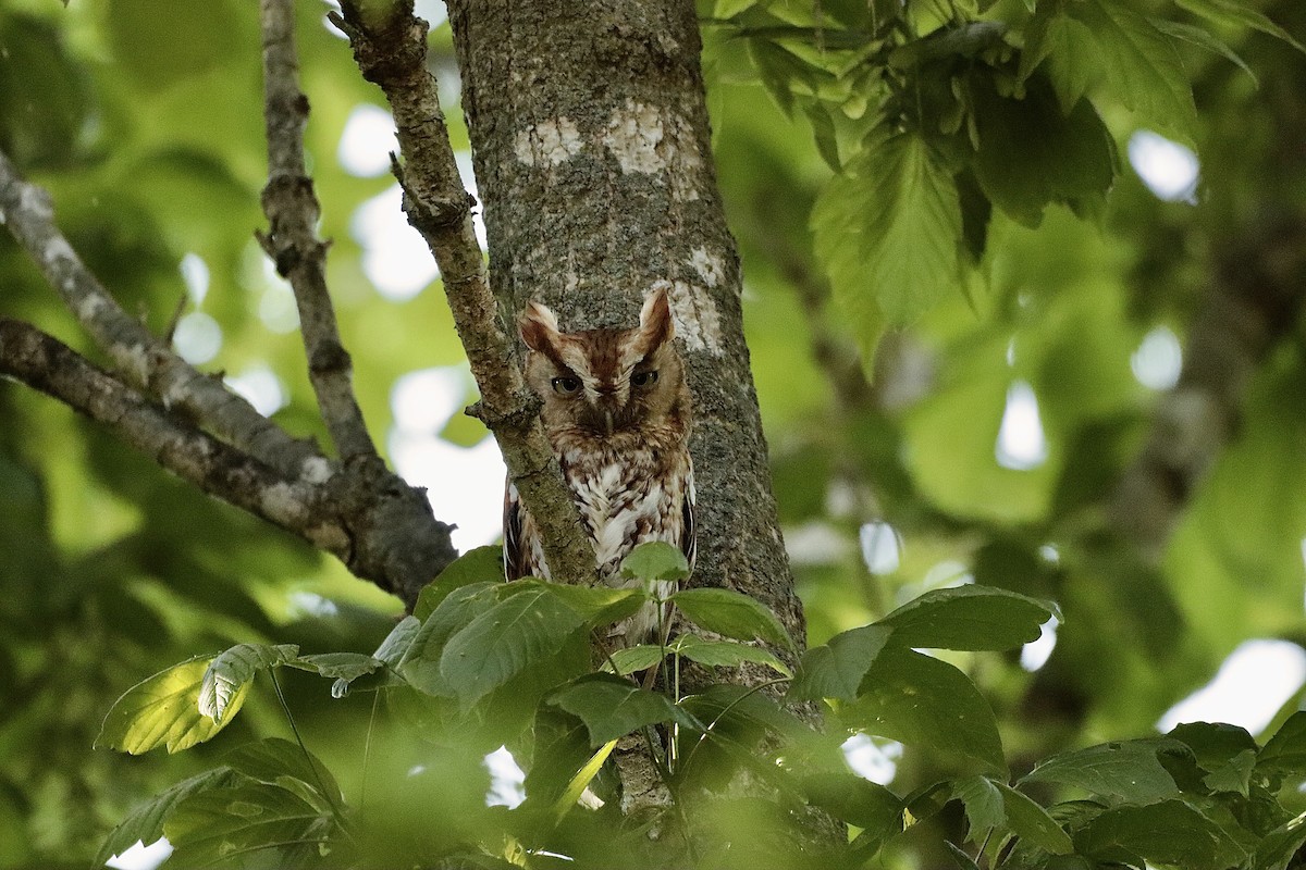 Eastern Screech-Owl - ML622095028