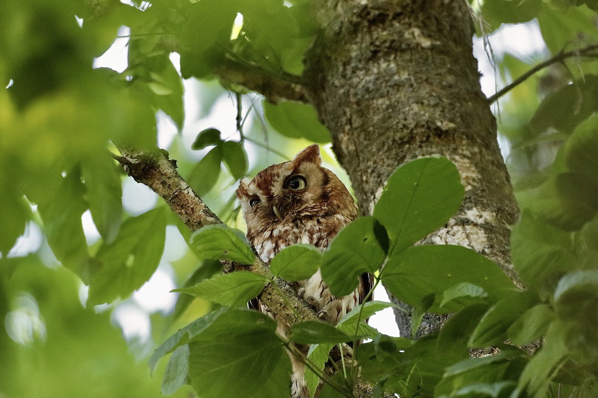 Eastern Screech-Owl - ML622095029