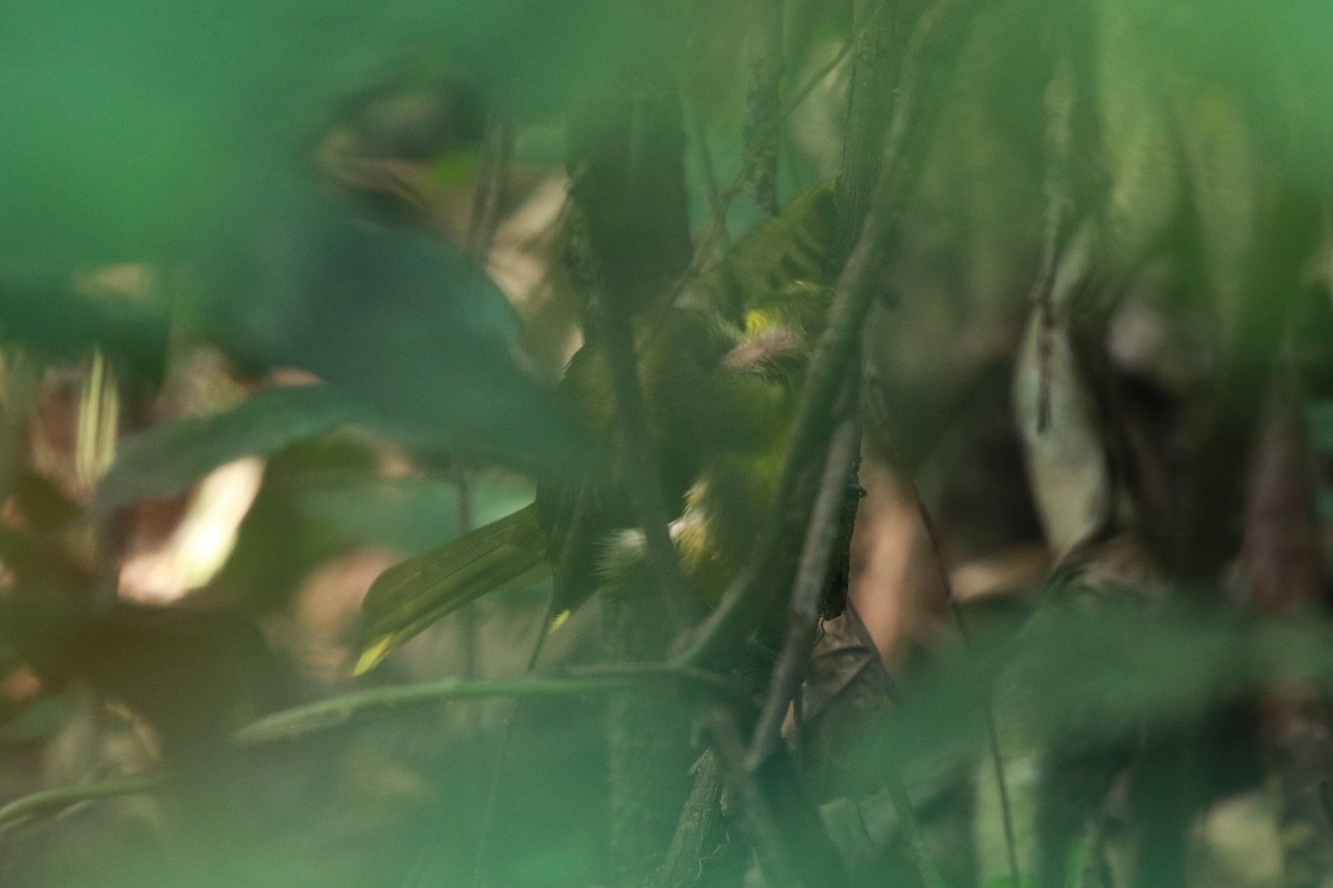 Lesser Bristlebill - ML622095051