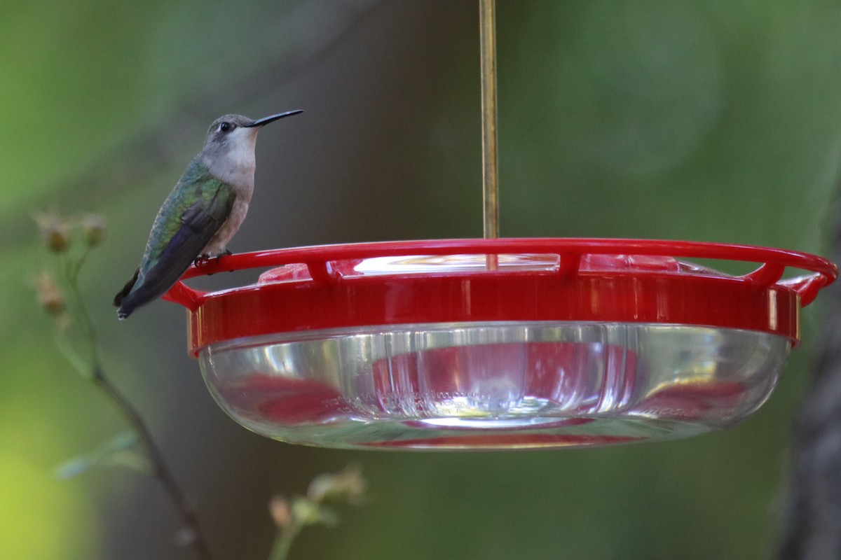 Black-chinned Hummingbird - ML622095052