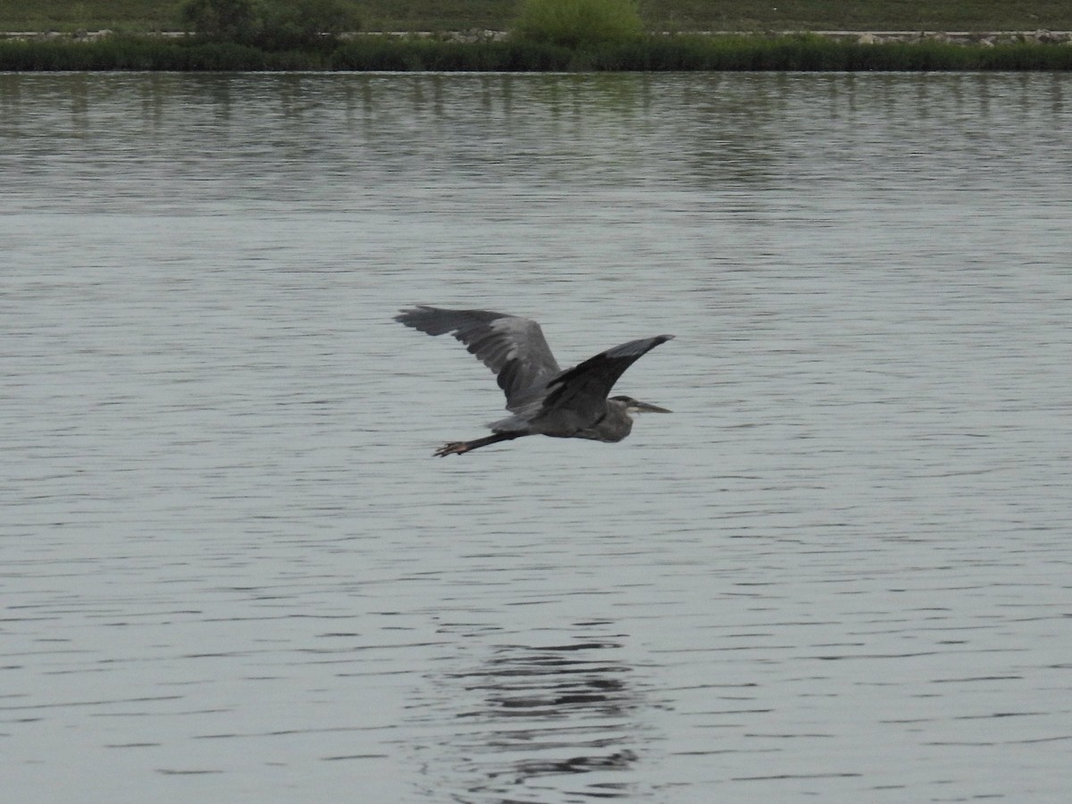 Great Blue Heron - James Lawrence