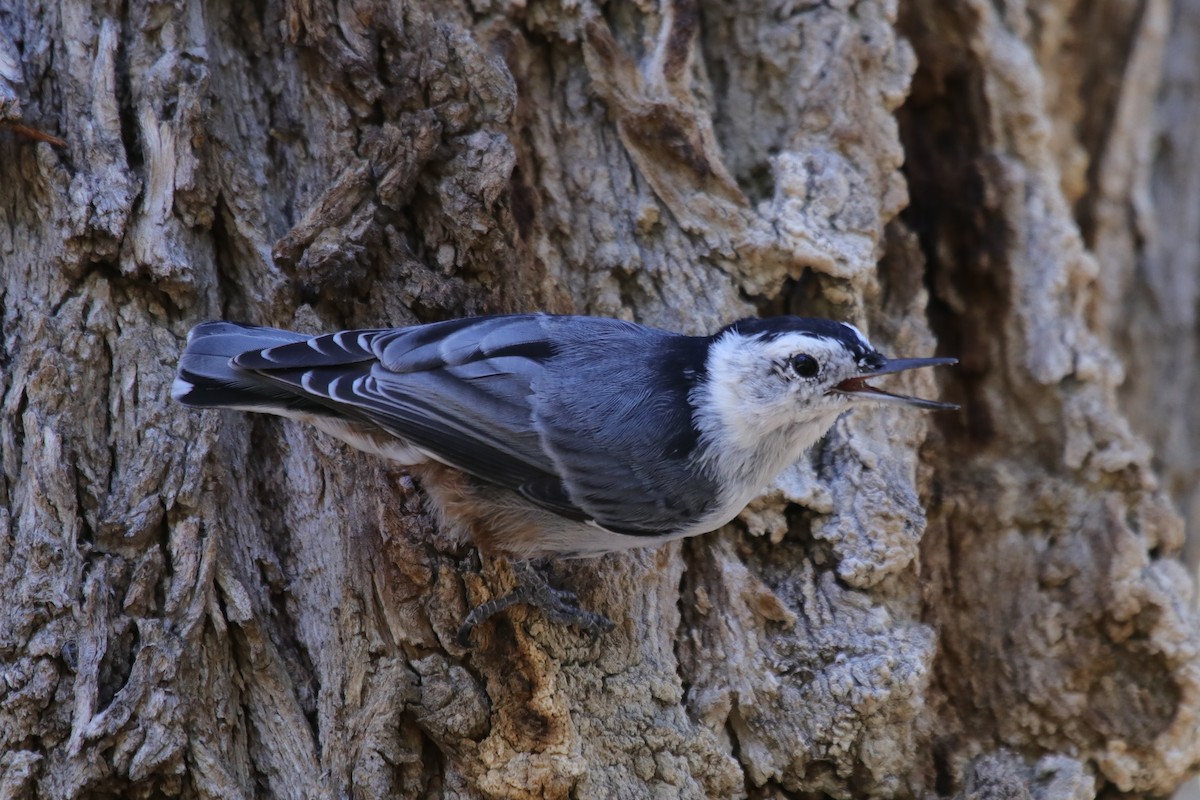 White-breasted Nuthatch - Mark Byrne