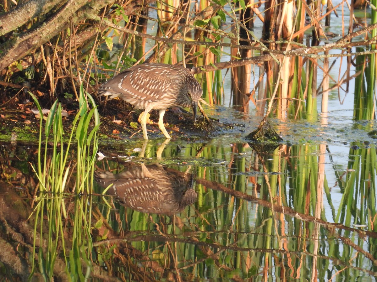 Black-crowned Night Heron - ML622095095