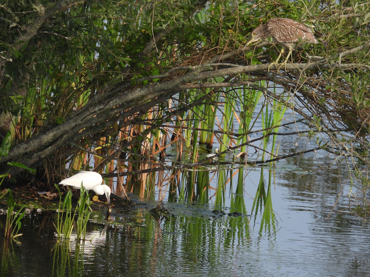 Black-crowned Night Heron - ML622095098