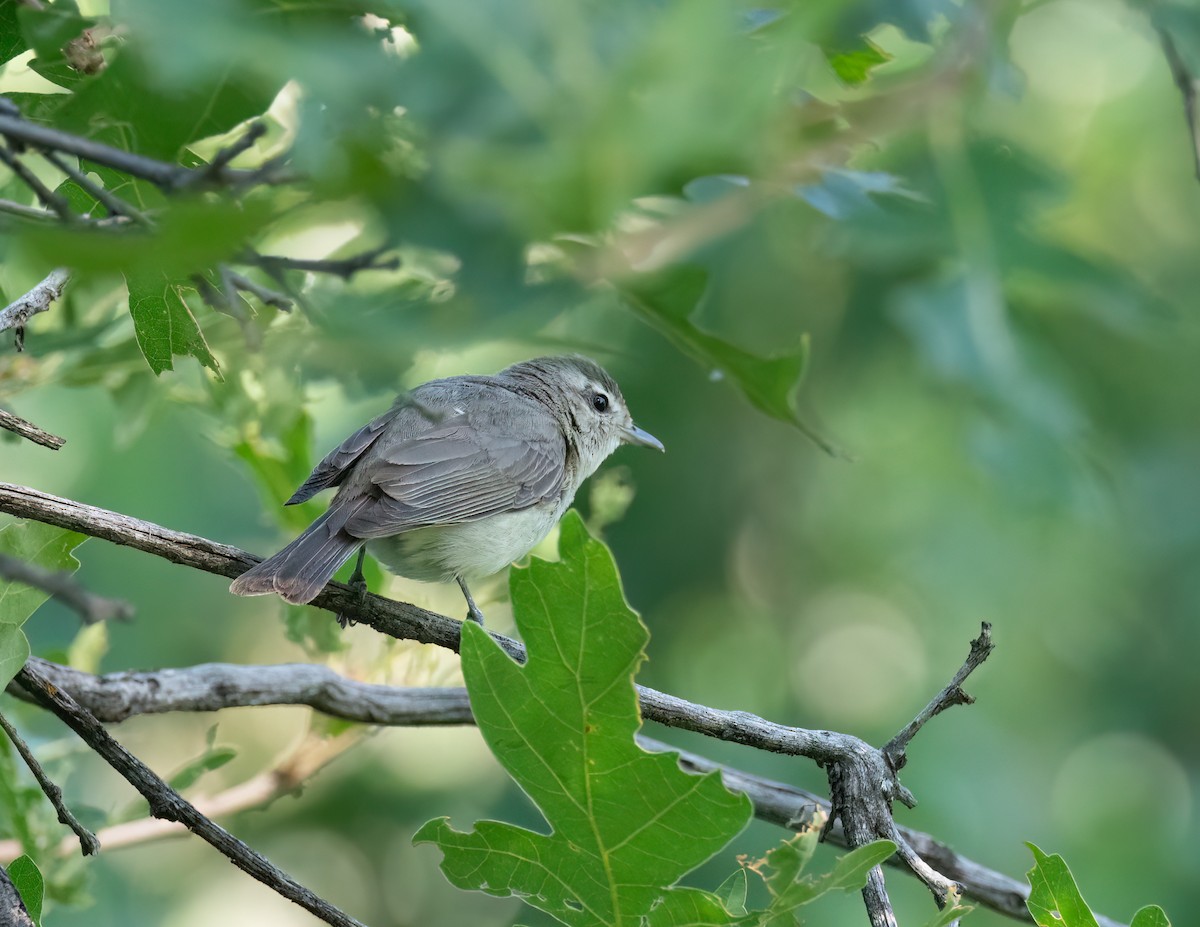 Sängervireo - ML622095110