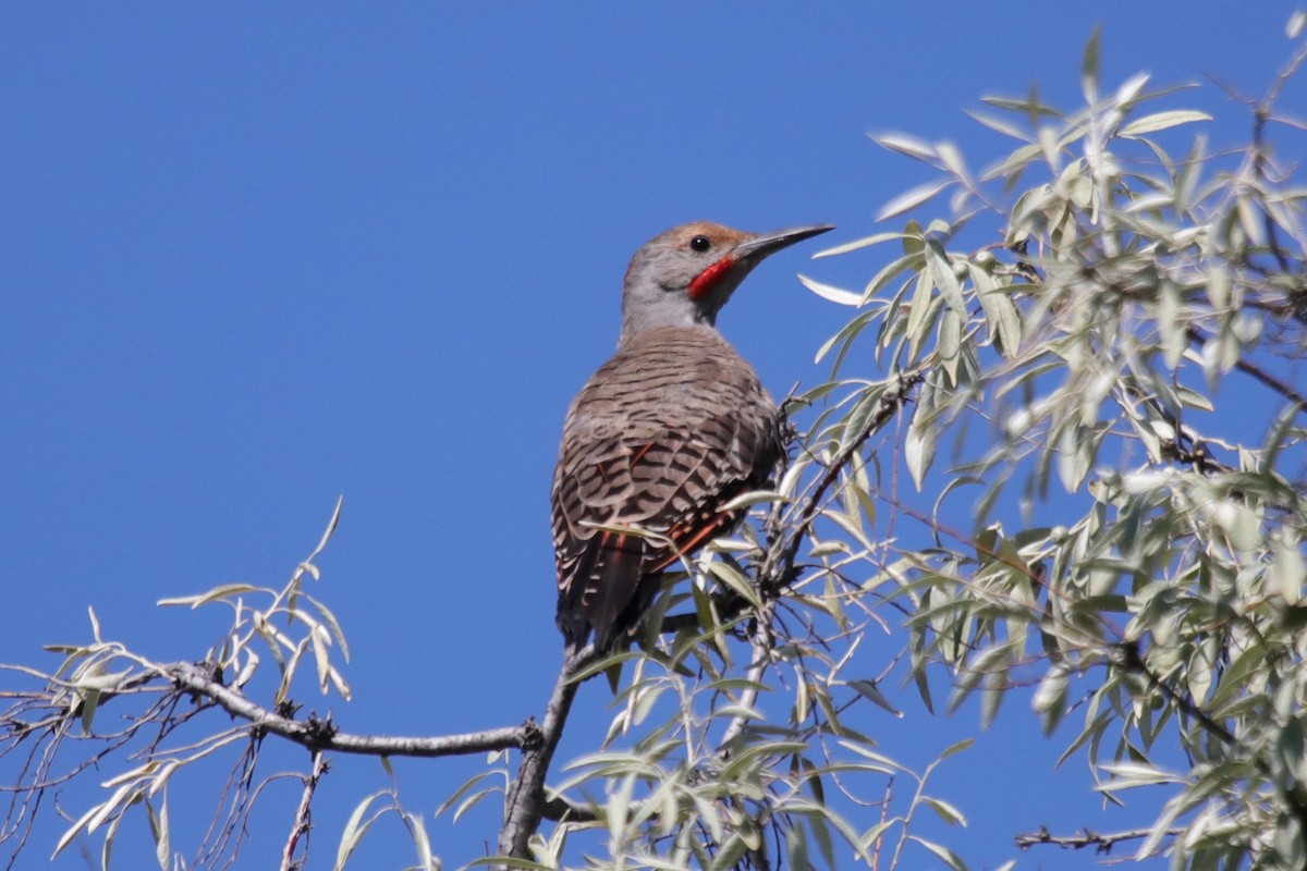 Northern Flicker - ML622095129